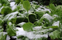 Tuyết rơi gây thiệt hại nặng cho nông dân Yên Bái 